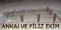 ANKAJ VE FİLİZ EKİM